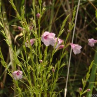 Parasopubia delphiniifolia (L.) H.-P.Hofm. & Eb.Fisch.